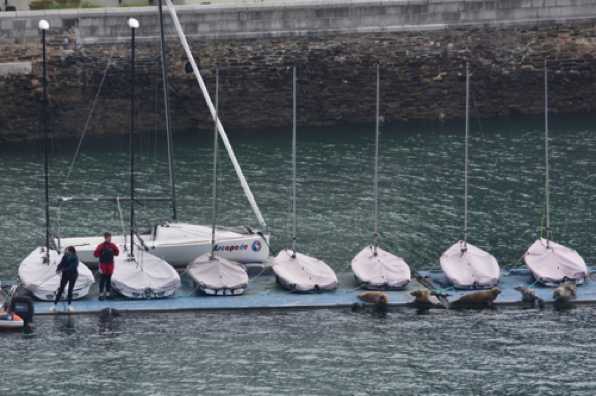 23 April 2022 - 09-43-03
So what were are seals looking at ?  Interlopers that's what. People who wanted to go sailing and disturb the peace of Dartmouth's finest (relaxing) swimmers. The yachties fared way better than their colleagues the previous day. 
----------------------
Seals on RDYC Kingswear dinghy pontoon